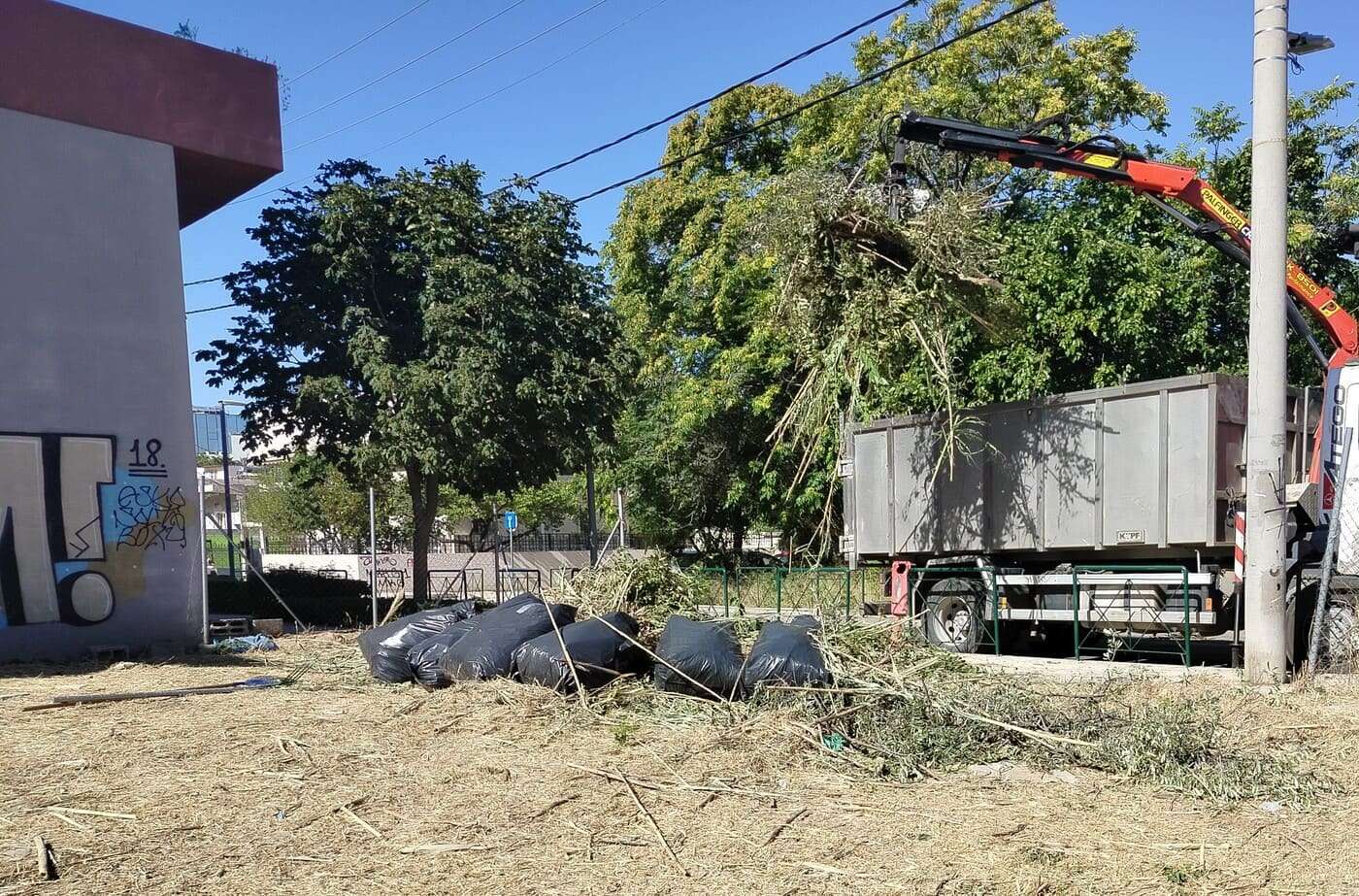 Τελική Αποκομιδή - κοπή δέντρων
