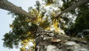 Καθαρισμός Οικοπέδου - Αποψίλωση ξερών χόρτων | Αθήνα.